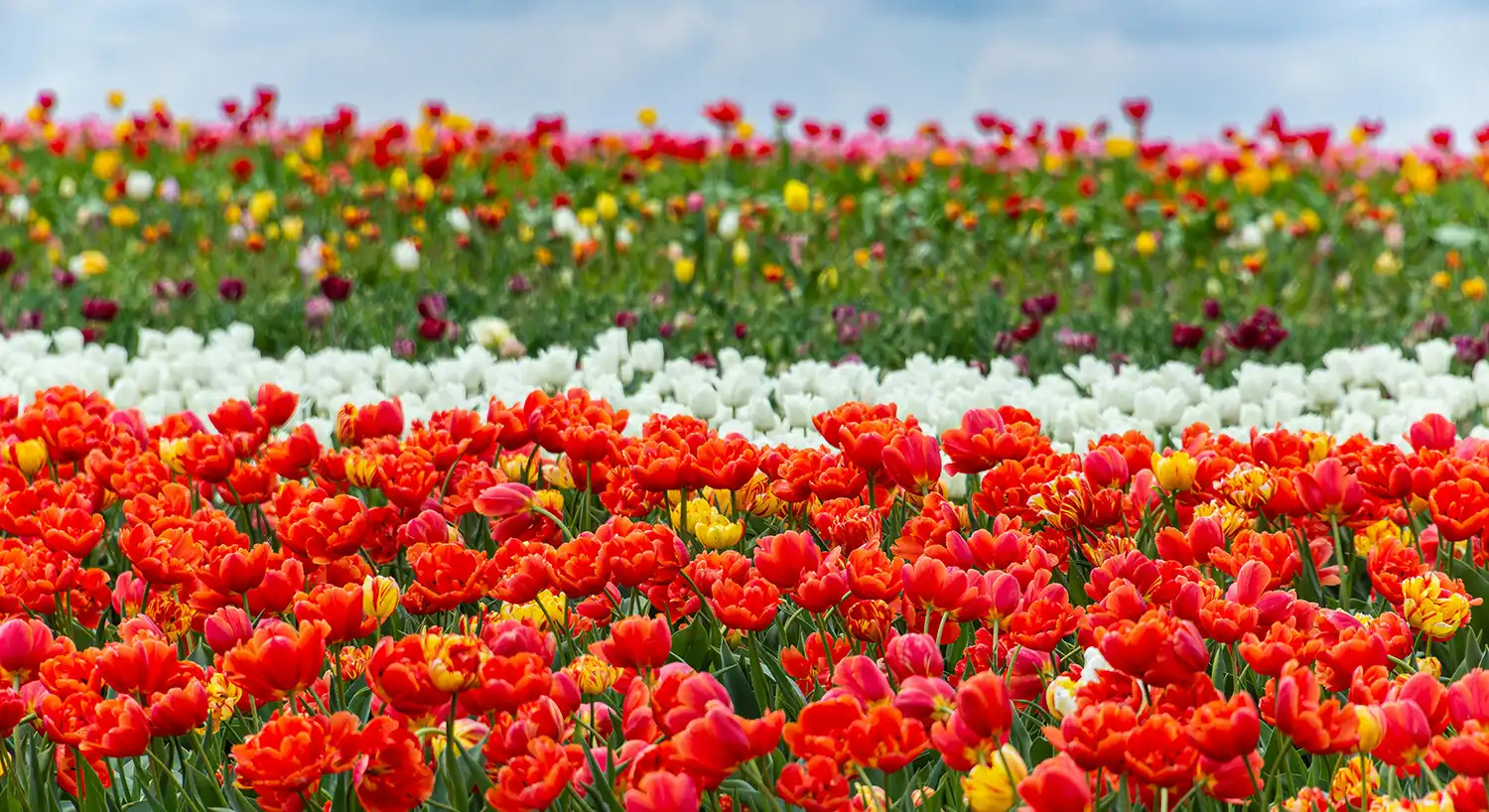 Fields full of colourful flowers